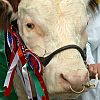 Cranleigh Show